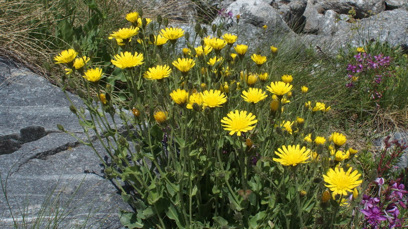 Asteraceae - Hieracium amplexicaule